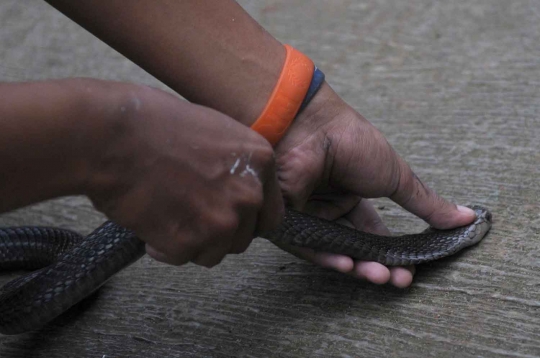 Begini cara menangkap ular berbisa ala Sioux Snake Rescue