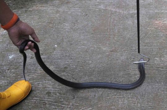 Begini cara menangkap ular berbisa ala Sioux Snake Rescue