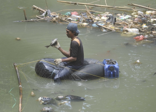 Potret penangkapan ikan sapu-sapu untuk siomay di Kali Ciliwung