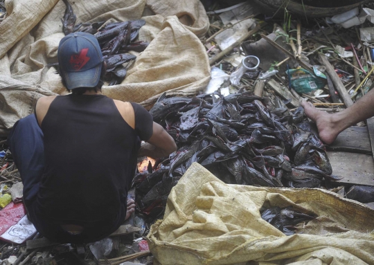 Potret penangkapan ikan sapu-sapu untuk siomay di Kali Ciliwung