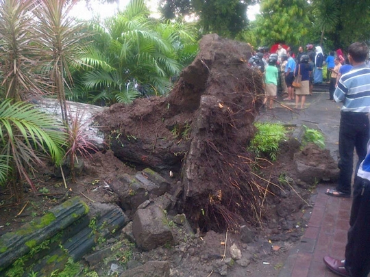 Pohon tumbang yang tewaskan satu warga di Yogya dievakuasi