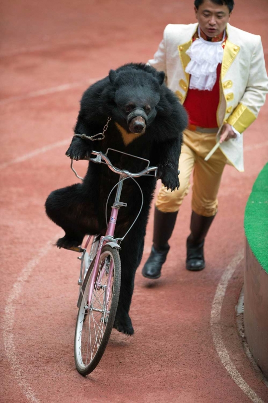 Perayaan Imlek, monyet & beruang ini tunjukkan aksi lucu naik sepeda