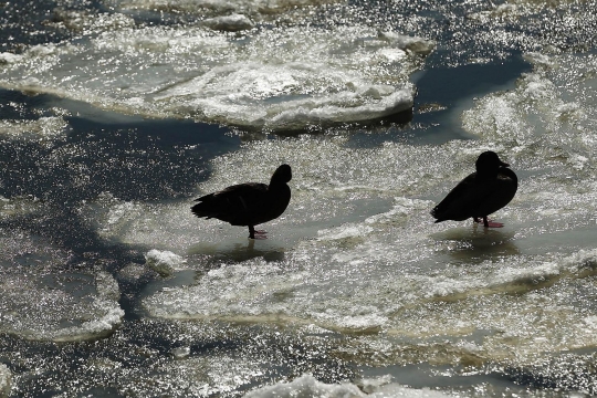 Nasib bebek-bebek di AS tak bisa berenang gara-gara sungai membeku