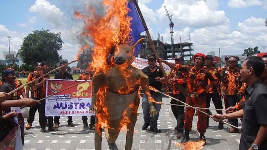 Kecam Australia, Pemuda Pancasila Purwokerto bakar kanguru