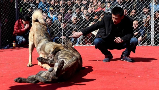 Serunya nonton turnamen gulat anjing di Festival Lentera di China