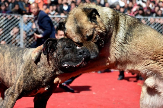 Serunya nonton turnamen gulat anjing di Festival Lentera di China