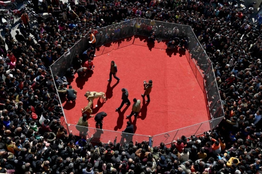 Serunya nonton turnamen gulat anjing di Festival Lentera di China