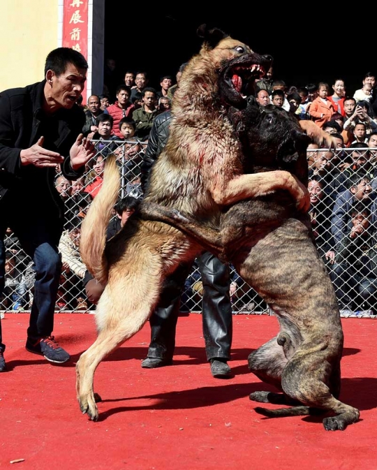 Serunya nonton turnamen gulat anjing di Festival Lentera di China