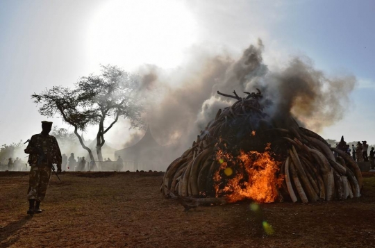 Terbanyak dalam sejarah, Kenya bakar 15 ton gading gajah selundupan