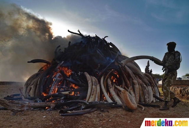 Download 101+ Gambar Gajah Bakar Terbaik Gratis HD