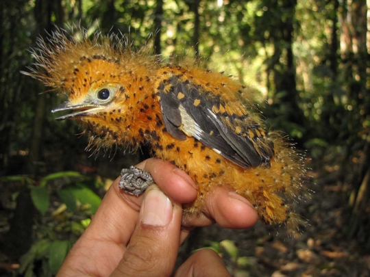 Unik, burung ini bisa berubah jadi ulat bulu untuk hindari predator