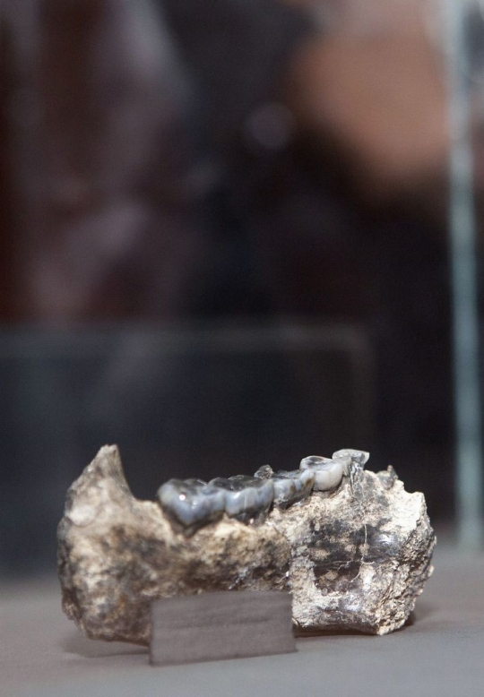 Ini fosil rahang manusia Homo pertama berusia 2,8 juta tahun