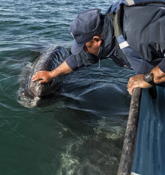 Menyaksikan fenomena langka kemunculan paus abu-abu di laut Meksiko