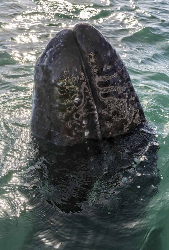 Menyaksikan fenomena langka kemunculan paus abu-abu di laut Meksiko