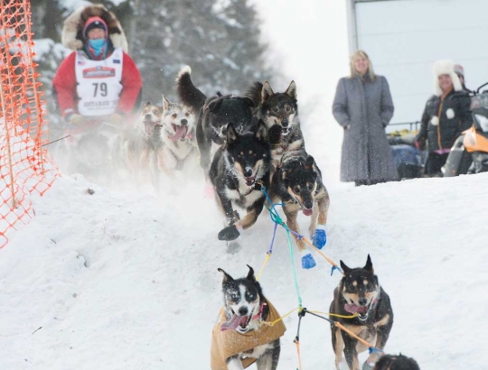 Melihat keseruan aksi anjing balap di Iditarod Trail Sled Dog 2015