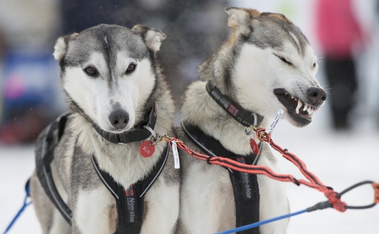 Melihat keseruan aksi anjing balap di Iditarod Trail Sled Dog 2015