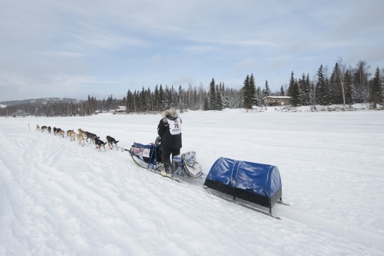 Melihat keseruan aksi anjing balap di Iditarod Trail Sled Dog 2015