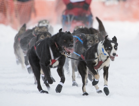 Melihat keseruan aksi anjing balap di Iditarod Trail Sled Dog 2015