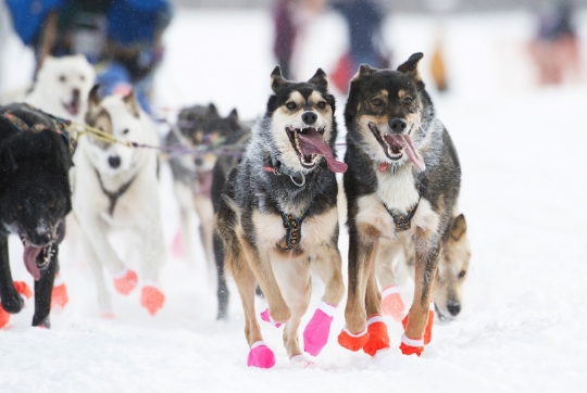 Melihat keseruan aksi anjing balap di Iditarod Trail Sled Dog 2015