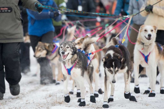 Melihat keseruan aksi anjing balap di Iditarod Trail Sled Dog 2015