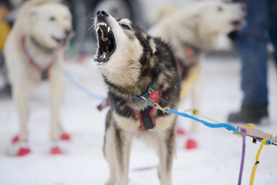 Melihat keseruan aksi anjing balap di Iditarod Trail Sled Dog 2015