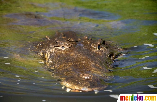 Foto : Menelusuri sungai berpenghuni buaya di Tarcoles 