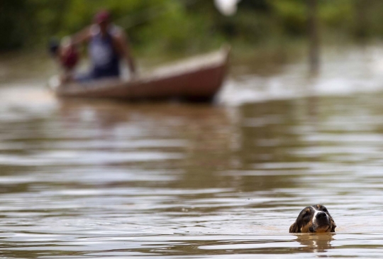 Parahnya banjir yang paksa puluhan ribu warga Brasil mengungsi