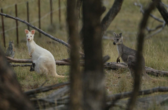 Kanguru langka berbulu putih muncul di hutan Australia
