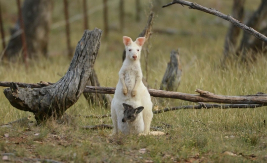 Kanguru langka berbulu putih muncul di hutan Australia