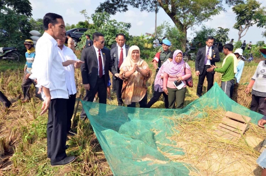 Presiden Jokowi ikut petani memanen padi di Indramayu
