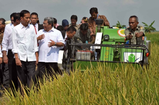 Presiden Jokowi ikut petani memanen padi di Indramayu