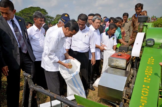 Presiden Jokowi ikut petani memanen padi di Indramayu