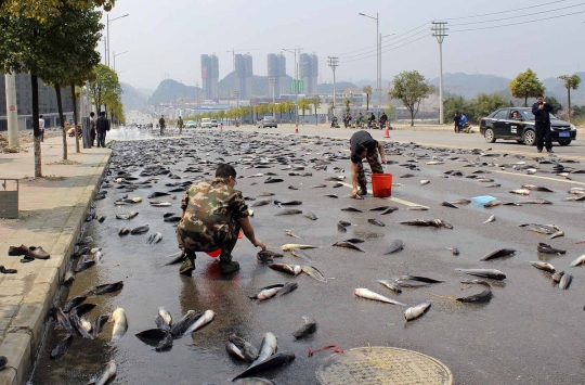 Heboh, 6.800 Kg ikan lele tumpah di jalanan China