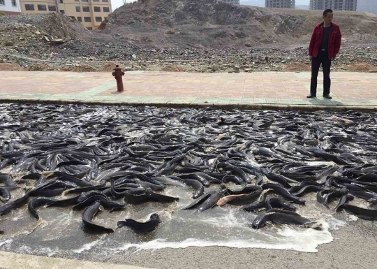 Heboh, 6.800 Kg ikan lele tumpah di jalanan China
