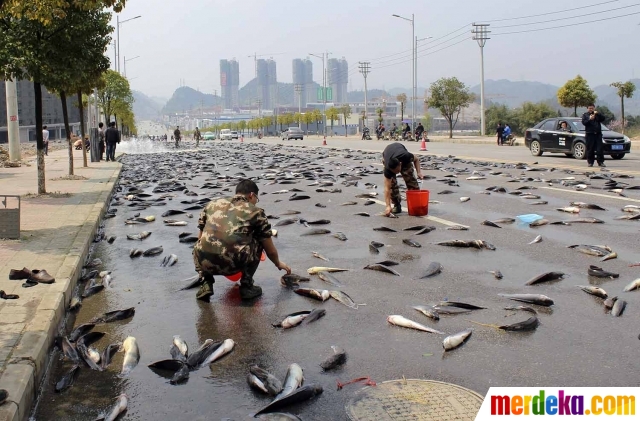 Sejumlah petugas saat memunguti ribuan ikan lele yang tumpah di jalanan Kota Kaili, Guizhou, China, Rabu (18/3). Ikan lele sebanyak 6.800 Kg itu tumpah di jalanan setelah pintu bak truk yang mengangkutnya tak sengaja terbuka. Butuh waktu hingga dua jam untuk mengangkut kembali lele-lele tersebut.