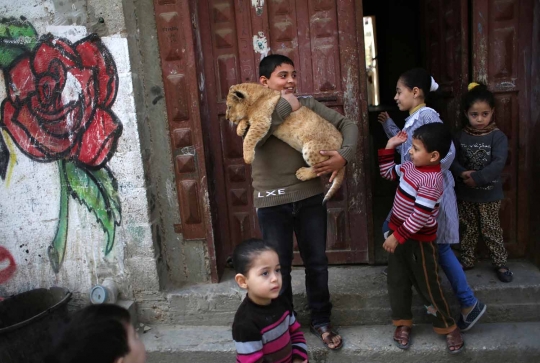 Ekstrem, pria Palestina ini perlakukan singa piaraan layaknya kucing