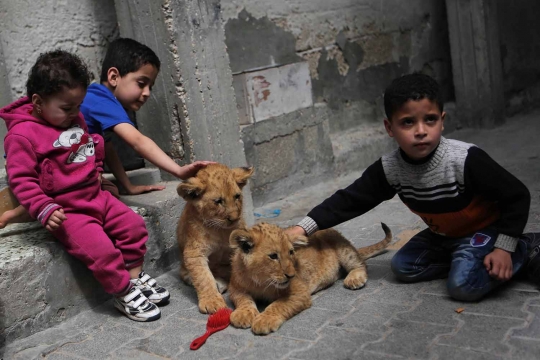 Ekstrem, pria Palestina ini perlakukan singa piaraan layaknya kucing