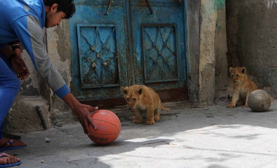 Ekstrem, pria Palestina ini perlakukan singa piaraan layaknya kucing