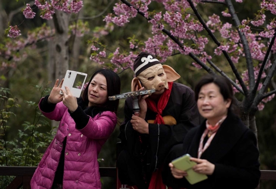 Asyiknya selfie bersama bunga sakura yang bermekaran di China