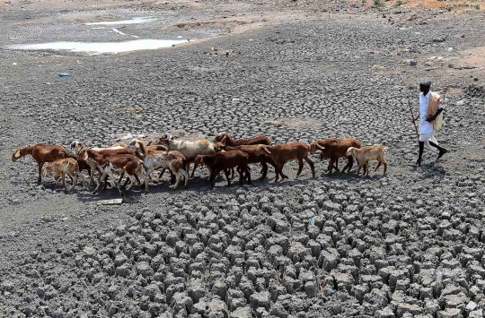 Kemarau ekstrem, sungai di India kering tanpa sisa