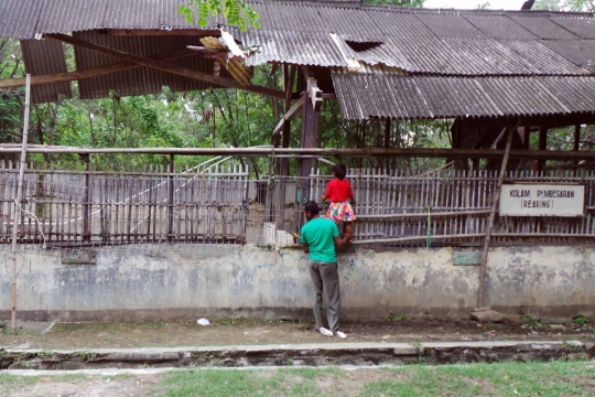 Melihat penangkaran buaya Blanakan yang kondisinya memprihatinkan