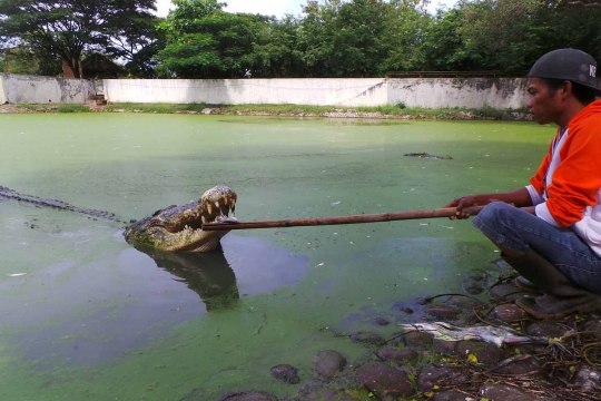 Melihat penangkaran buaya Blanakan yang kondisinya memprihatinkan