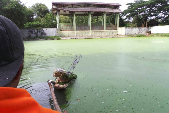 Melihat penangkaran buaya Blanakan yang kondisinya memprihatinkan