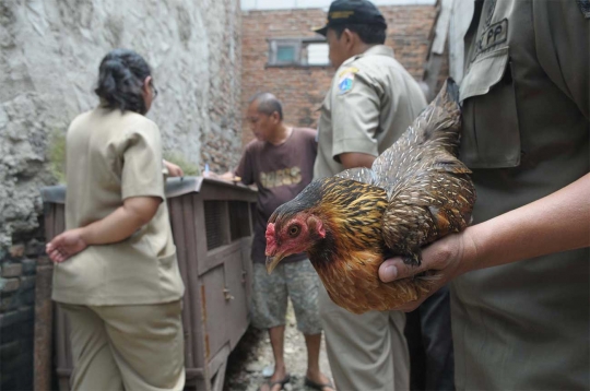 Cegah Flu Burung, petugas Sudin KPKP swiping unggas di Menteng