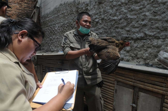 Cegah Flu Burung, petugas Sudin KPKP swiping unggas di Menteng