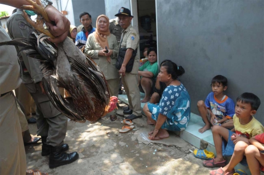 Cegah Flu Burung, petugas Sudin KPKP swiping unggas di Menteng