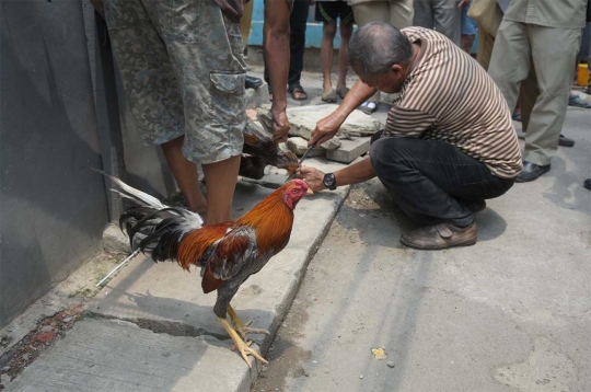 Cegah Flu Burung, petugas Sudin KPKP swiping unggas di Menteng