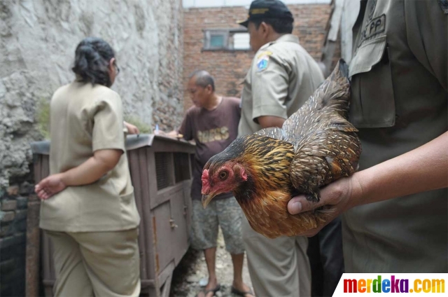 Foto Cegah Flu Burung Petugas Sudin Kpkp Swiping Unggas Di