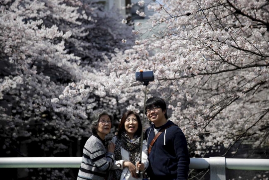 Indahnya selfie di depan bunga Sakura yang bermekaran