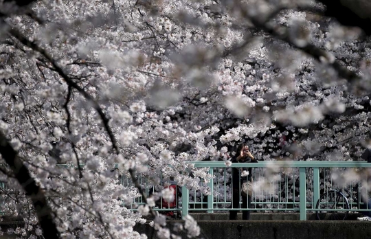 Indahnya selfie di depan bunga Sakura yang bermekaran